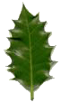 Holly leaf