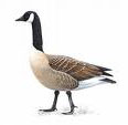 goose